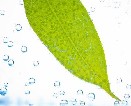 green leaf in water