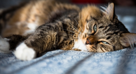 Grey cat lying on bed の写真素材