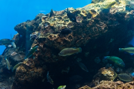 tropical  fishes in natural environment 