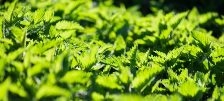 green stinging nettle in garden の写真素材