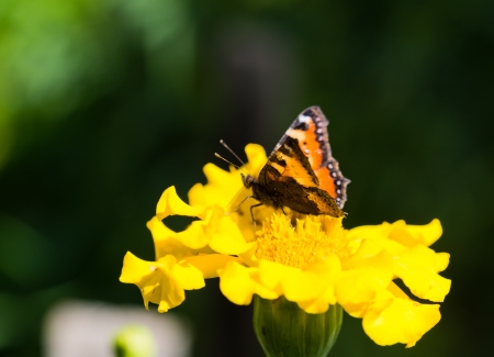 butterfly on a yellow flower の写真素材
