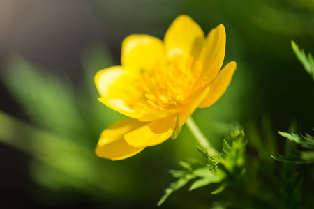 yellow flowerの写真素材