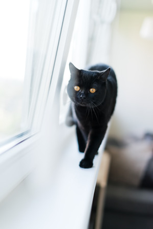 British black cat stand on a windowsill の写真素材