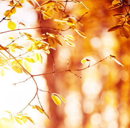 yellow leaves の写真素材