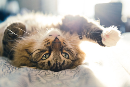 Grey cat lying on bedの写真素材
