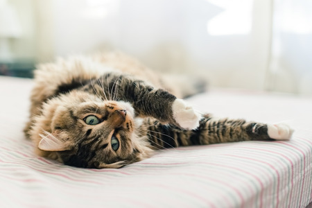 Grey cat lying on bedの写真素材