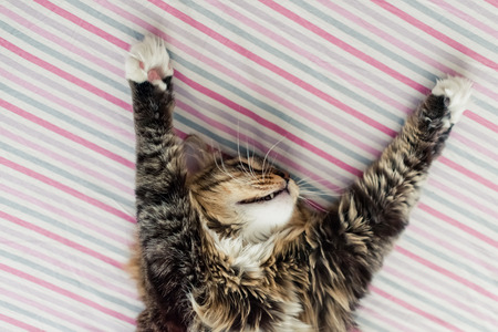 Grey cat lying on bed and stretchingの写真素材