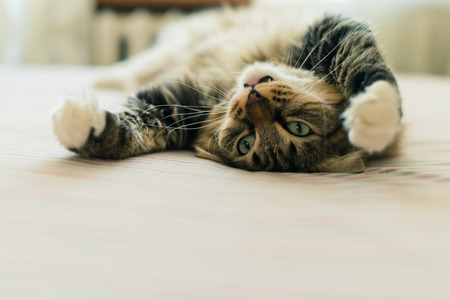 Grey cat lying on bedの写真素材