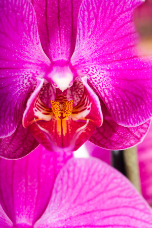 Tropical pink orchid isolated over white backgroundの写真素材
