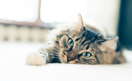 Grey cat lying on bedの写真素材