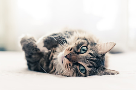 Grey cat lying on bedの写真素材