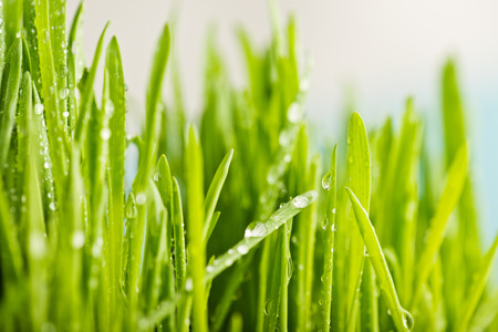 close up of nature fresh green grass with dews drop