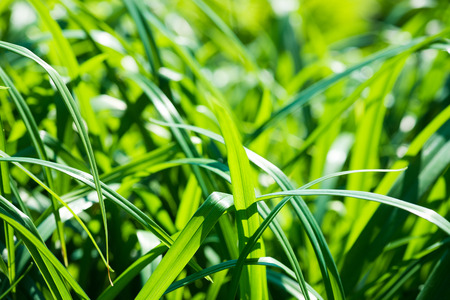 fresh thick grass