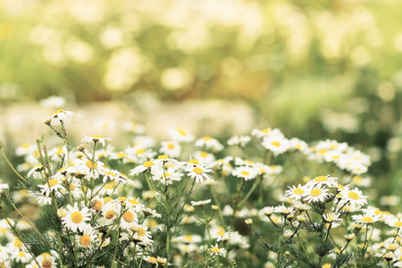Wild chamomile on a meadow.の写真素材
