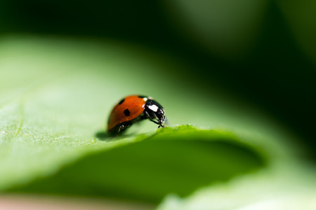 Ladybug on a leaf. Beautiful natureの写真素材