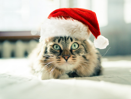 christmas cat in red Santa hatの写真素材