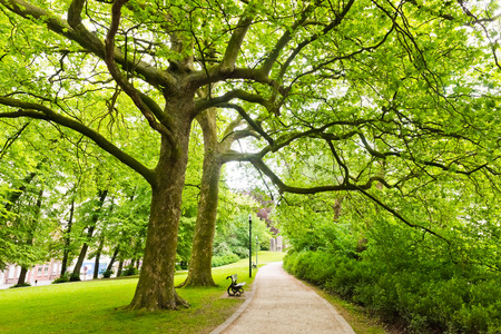 Summer in the park trees alleyの写真素材