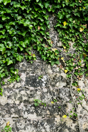 The green ivy on a stone wall, a beautiful backgroundの写真素材