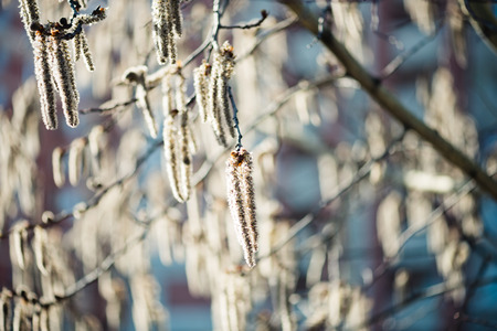 Catkins on an Alder Tree in Spring, a close upの写真素材
