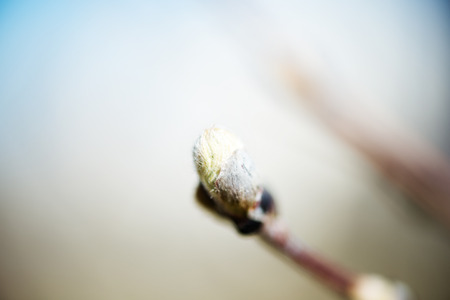tree buds in springの写真素材