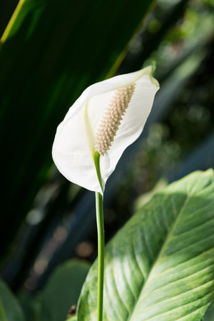 White flower of a Peace Lily, from the genus Spathiphyllum in gardenの写真素材