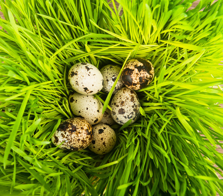 quail eggs on a green grassの写真素材