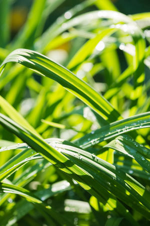 fresh thick grass

の写真素材
