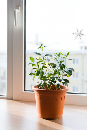 Small tree in a window

の写真素材