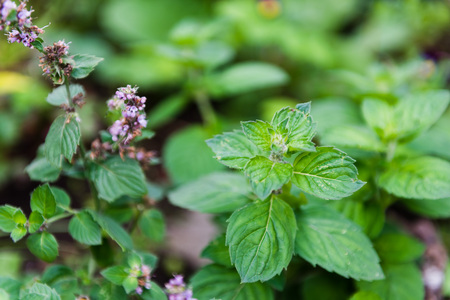 Closeup of fresh mints leavesの写真素材