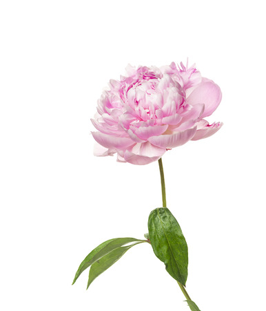 Pink peony flower isolated on white backgroundの写真素材