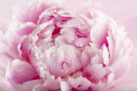 peony with drops of dewの写真素材