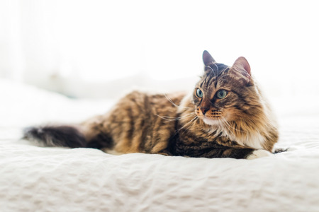 Grey cat lying on bedの写真素材
