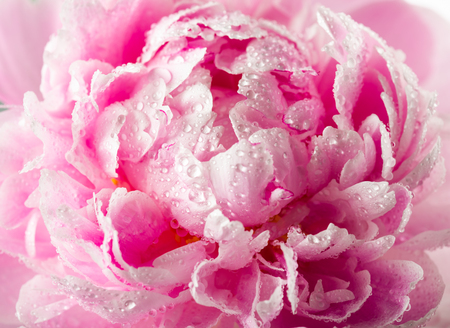 peony with drops of dewの写真素材