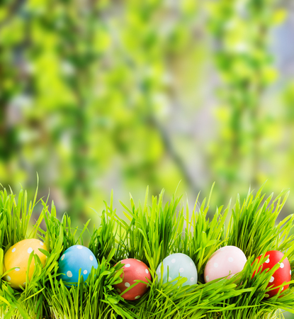 Easter eggs in Fresh Green Grass