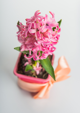 Beautiful pink hyacinth in flowerpot on whiteの写真素材
