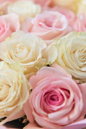 Summer blossoming delicate pink roses