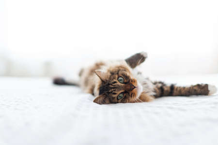 Gray cat lying on bedの写真素材