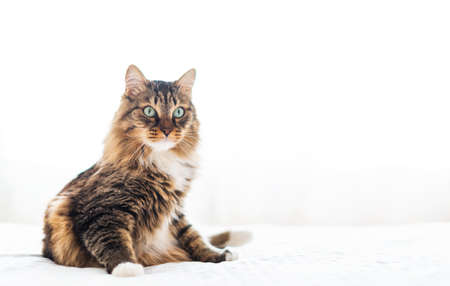 surprised gray cat sitting on a white bedの写真素材