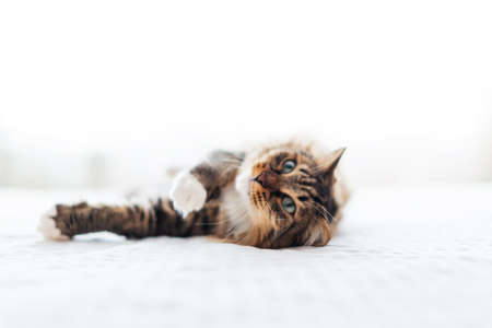 Gray cat lying on bedの写真素材