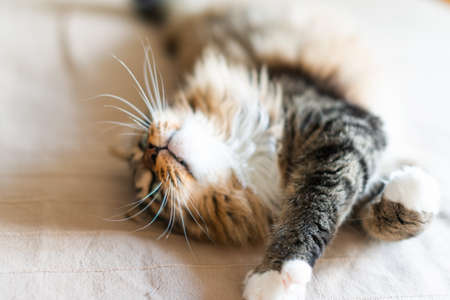 Gray cat lying on bedの写真素材