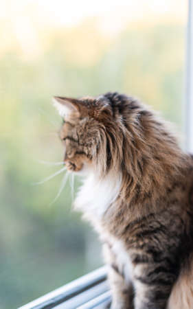 cat looking out the windowの写真素材