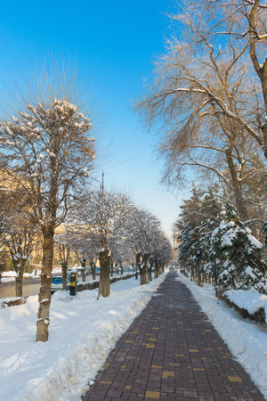 empty alley in the park in winterの写真素材