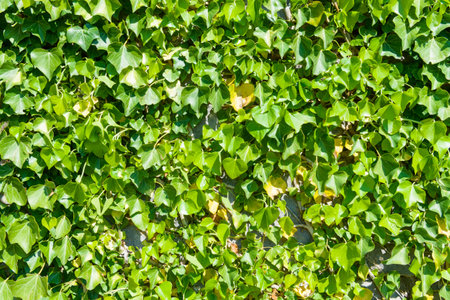 Green grass background and wallpaperの写真素材