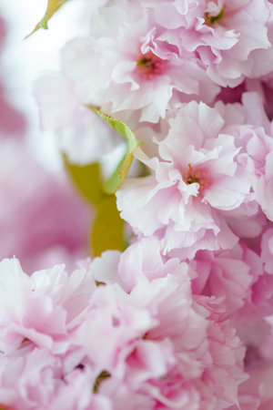 Blooming sakura close-upの写真素材