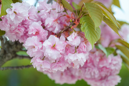 Cherry blossoms close-upの写真素材