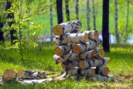 Firewood from birch. In the sunny green forest of Russia.の写真素材