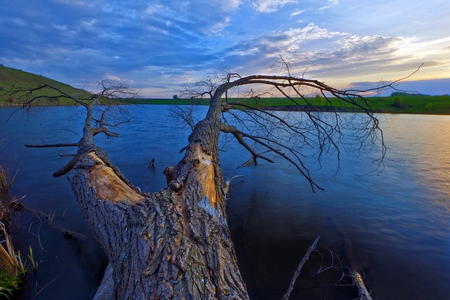 A fallen tree on the lake. Photo taken at sunset in the Lipetsk region, Russia.の写真素材