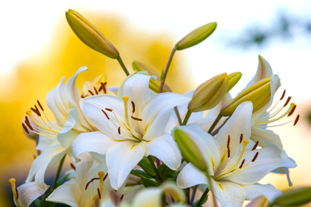 White yellow lilies at sunset in the garden. Yellow Asiatic Lilies in a flower gardenの写真素材