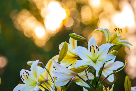 White yellow lilies at sunset in the garden. Yellow Asiatic Lilies in a flower gardenの写真素材