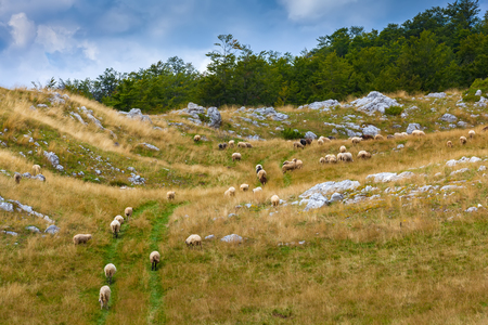 Sheep graze in a meadow in the highlands of Montenegro. Mountainous area on the border of Boka Kotor community and Niksic.の写真素材